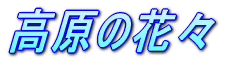 高原の花々
