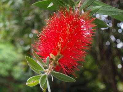 オージー オーストラリア な花々
