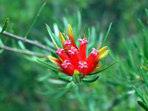 オージー オーストラリア な花々