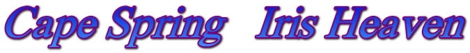 Cape Spring Iris Heaven